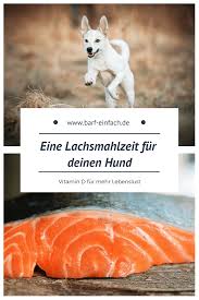 Darum Ist Fisch Gesund Fur Deinen Hund Hunde Ernahrung Hunde Fisch Gesund