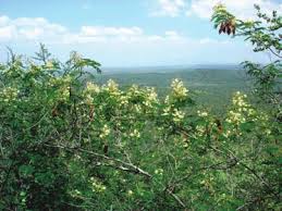Image result for Acacia brevispica