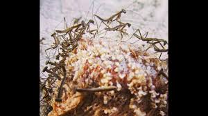 Pictures of baby praying mantis. Praying Mantis Hatching From Egg Sac Youtube