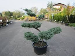 #gartenbonsai instagram videos and photos. Garten Bonsai Baumschule Salzburg Spezialist Fur Gartenbau Und Landschaftsbau