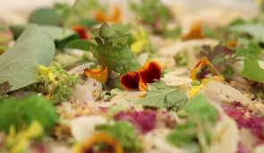 Video Les Inratables De Jean Francois Piege Le Thon Blanc Marine Recette Thon Blanc Jean Francois Piege Thon