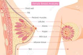 Attached to the bones of the skeletal system are about 700 named. Cross Section Of Female Breast Anatomy Mammary Boob Body Royalty Free Cliparts Vectors And Stock Illustration Image 82050345
