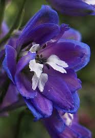 Purple Delphinium Flowers Beautiful Flowers Flowers