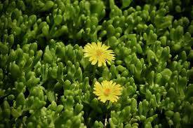 Image result for Delosperma spp.