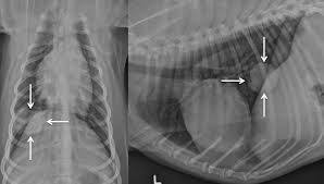 How long can dogs live with metastatic cancer and metronomic chemotherapy? Lung Tumors In Dogs Cats Early Identification Is Key