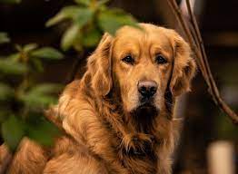 Golden Retriever O Cao Amigo Das Criancas Vida De Bicho Racas
