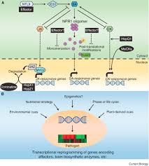 This video also discusses virus structures and why a host is critical for v. Pathogen Tactics To Manipulate Plant Cell Death Sciencedirect