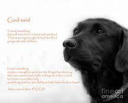 That S Why God Made Dogs Photograph By Shaun White
