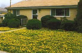 Our goal is to take care of the crabgrass without destroying the whole rest of the lawn or garden while we're working on it. Kill Weeds Without Killing Your Good Grass Tips And Tricks For A Greener Thumb