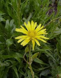 Image result for Pseudopodospermum hispanicum