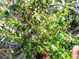 Image result for Phyllanthus nummulariifolius