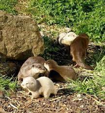 60 Baby Otter Pictures That Will Have You Smiling On The Gloomiest Day Rare Albino Animals Baby Otters Albino Animals