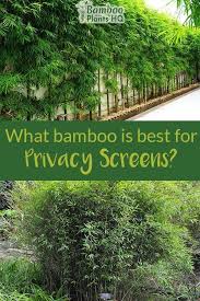 Best plants for screening i'm often asked to recommend a screening plant to give privacy to a home and its landscape. Growing A Privacy Screen With Bamboo Is A Great Idea If You Want A Fast Growing And Affordable Solution Garden Privacy Ideas Plants Screen Plants Bamboo Plants