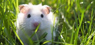 Next is the flesh eared white, which as the name suggests, has lighter skin color ears. Albino Hamster Unexpected Information About White Hamsters