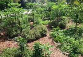 Ready To Grow Gardens South Florida Organic Edible Gardens Tropical Landscaping Sustainable Garden Food Forest Garden