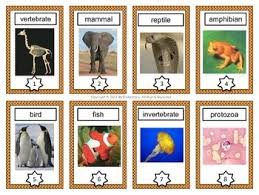 Animal Kingdom Vocabulary Cards Vocabulary Cards Elementary Science Activities Diy Prints