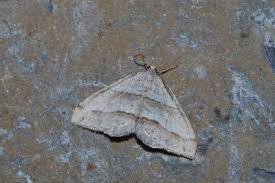 Image result for Mesotype parallelolineata
