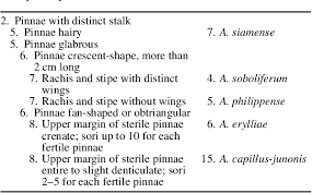 Image result for Adiantum soboliferum