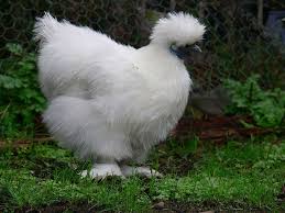 Silkie eggs, like all other chicken eggs, should hatch within 21 days. Silkie Chicken Breed Guide Care Background And How To Guide