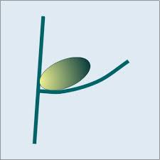 Image result for Meiosperma bracteatum