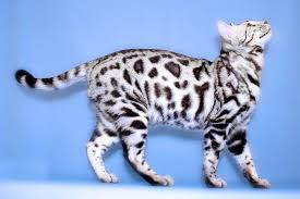 See more ideas about white bengal cat, bengal cat, bengal kitten. This Is A White Bengal Cat One Of The Rarest Cat Breeds Rare Cat Breeds White Bengal Cat Cat Breeds
