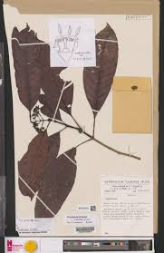 Image result for Psychotria djumaensis