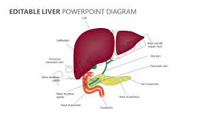 The gallbladder sits under the liver, along with parts of the pancreas and intestines. Editable Liver Powerpoint Diagram Powerpoint Diagram Bile Duct