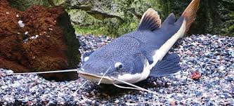 Umpan ikan keli afrika/ikan lele 101 umpan gila b12 cengkerik. Akuarium Ikan Keli