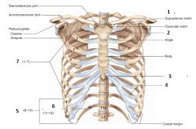 Browse our rib cage diagram images, graphics, and designs from +79.322 free vectors graphics. Rib Cage Diagram Quizlet