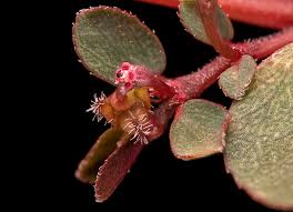 Image result for Euphorbia prostrata