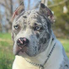 Merle Pitbull Pitbull Terrier Cute Animals Beautiful Dogs