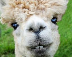 Alpaca Prima Da Lhama Portal Dos Animais
