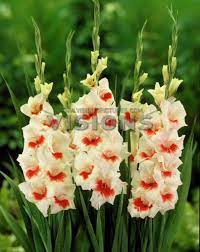Gladiolus Mary Housley Gladiolus Beautiful Flowers Lilium Martagon