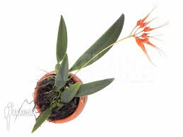 Image result for Bulbophyllum burttii