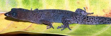 Image result for Agelanthus sp. aff. A. brunneus