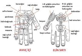 refleksoloji nasil uygulanir google da ara refleksoloji ruhsal buyume insan anatomisi