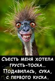 pin na doske gumor