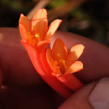 Image result for Cyrtanthus rhodesianus