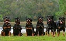 In the modern era, they are used for security and herding. What Are The Most Common Rottweiler Names Rottweilerhq Com