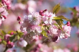 At the tree center we specialize in cherry trees and we have a whole range of them available to turn spring in your garden into a spectacular flower show. Cherry Trees Perfect For Small Gardens Rhs Gardening