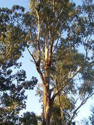 Maybe you would like to learn more about one of these? Eucalyptus Description Major Species Uses Britannica