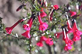 Peru has a rich cultural history that stretches back thousands of years and with that comes traditions that have been passed down from generation to generation. Cantuta National Flower From Peru La Fleur Natioanl Du Perou Flor Nacional De Peru Bild Von Peru Sudamerika Tripadvisor