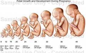 Pin On Mpca7 1 81 1 Baby 18 Weeks In My Woum 1month 4 Weeks