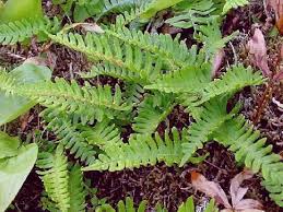 Image result for Polypodiaceae