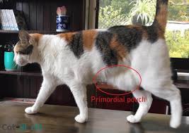 Cats who have malnutrition often have a distended belly. Swollen Belly In Cats Cat World