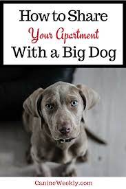 The 10 Best Big Dogs For Apartments Canine Weekly Big Dogs Dog Training Dog Training Obedience