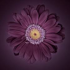 Image result for Gerbera