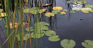 Remove any leaves from the surface of your pool since mosquitoes like laying eggs on leaves near. How To Get Rid Of Mosquito Larvae In Your Pond Or Pool Quick Guide
