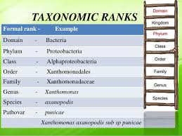 Taxonomy Of Bacteria Bergeys Manual Of Systematic