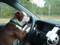 9 Ways To Get That Dog Smell Out Of Your Car Dog Cat And Other Pet Friendly Travel Articles Dog Smells Driving Quotes Funny Dogs